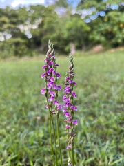 Spiranthes australis