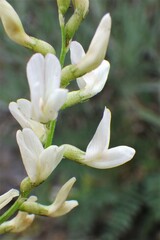 Astragalus tenellus