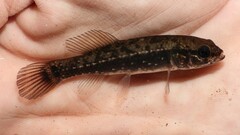 Umbra pygmaea