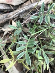 Swainsona behriana