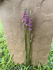 Spiranthes australis