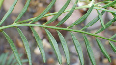 Astragalus tenellus