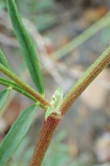 Astragalus tenellus