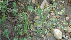 Astragalus tenellus