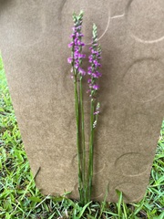 Spiranthes australis