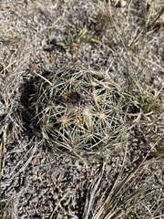 Coryphantha