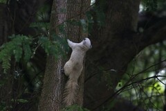 Callosciurus finlaysonii