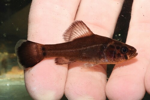 Aphredoderus sayanus (Gilliams, 1824)