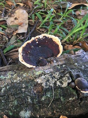 Earliella