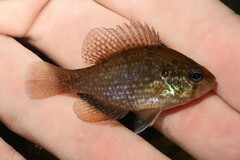 Enneacanthus gloriosus