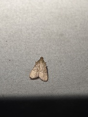 Basacallis tarachodes