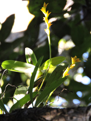 Bulbophyllum auriflorum image