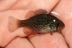 Enneacanthus gloriosus