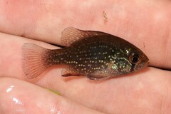 Enneacanthus gloriosus