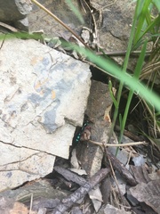 Diamma bicolor