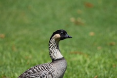 Branta sandvicensis