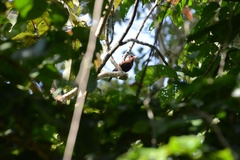 Galbalcyrhynchus leucotis