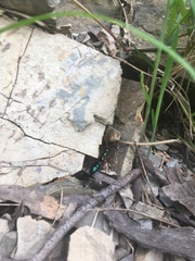 Diamma bicolor