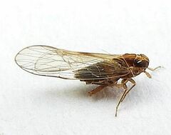 Muellerianella laminalis