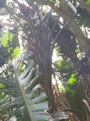 Strelitzia nicolai