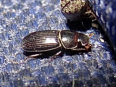 Ataenius