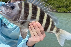 Archosargus probatocephalus