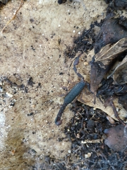 Pseudouroctonus reddelli