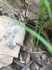 Diamma bicolor