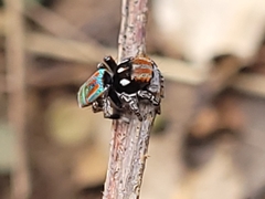 Maratus volans