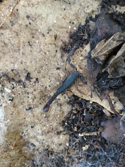 Pseudouroctonus reddelli