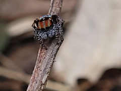 Maratus volans