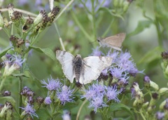 Heliopetes laviana