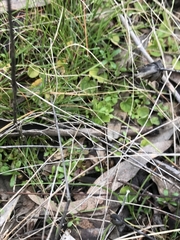 Dichondra repens