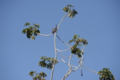 Buteogallus schistaceus