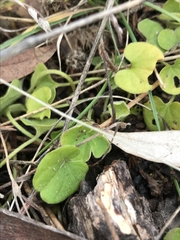 Dichondra repens