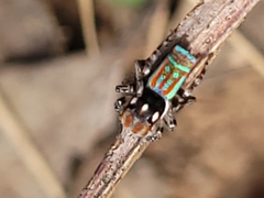 Maratus volans