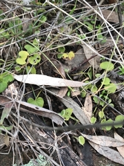 Dichondra repens