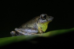 Pristimantis taeniatus