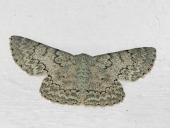 Pingasa abyssiniaria