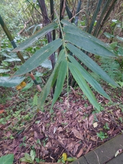 Bambusa oldhamii