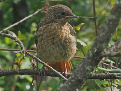 Cossypha caffra caffra