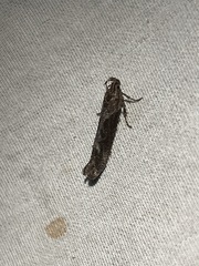 Moodna ostrinella