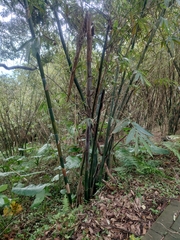 Bambusa oldhamii