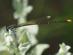 Allocnemis leucosticta