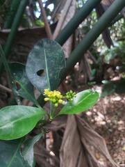 Psychotria capensis