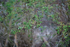 Hypericum hypericoides