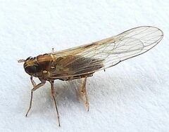 Muellerianella laminalis