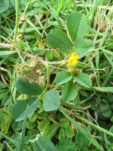 Medicago polymorpha observed 2022-11-06