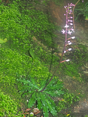 Stenoglottis fimbriata