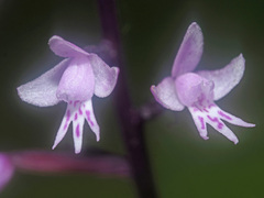 Stenoglottis fimbriata